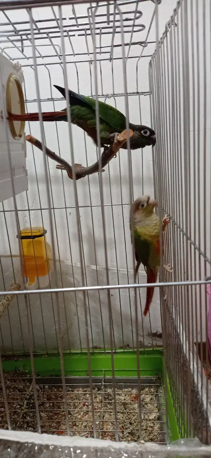 طوطی گیرینچیک|پرنده|بجنورد, |دیوار