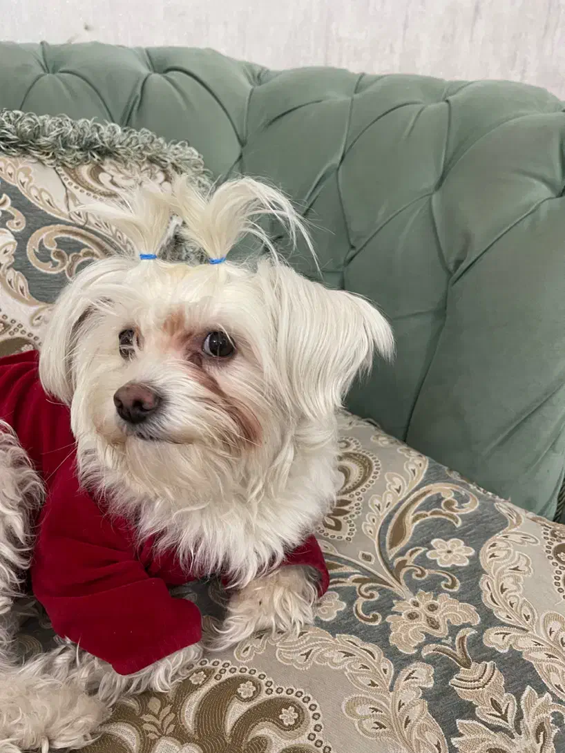 سگ شیتزو|سگ|رباط‌کریم, رباط‌کریم|دیوار