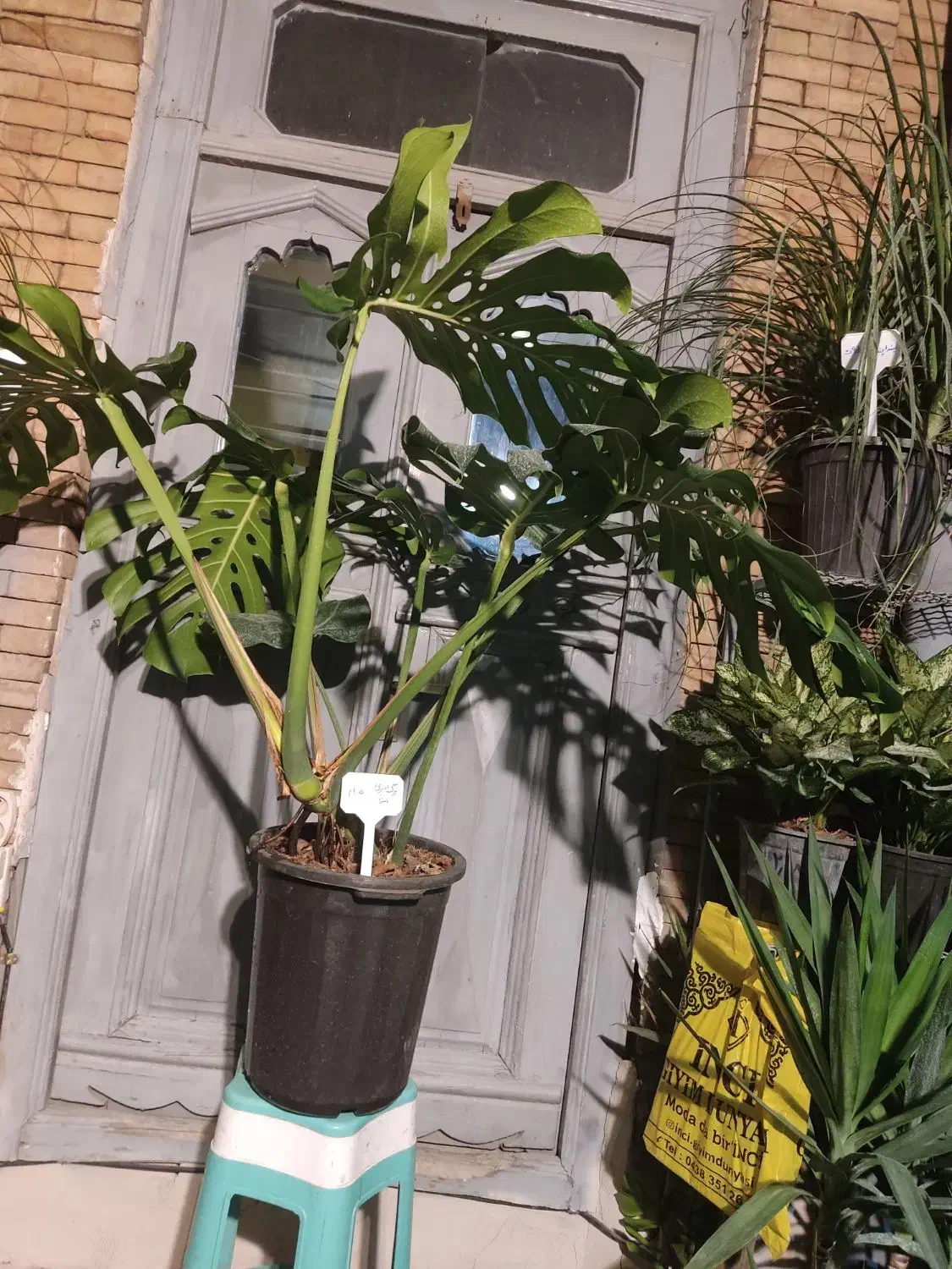 مانسترا غول پیکر|گل و گیاه طبیعی|ارومیه, |دیوار