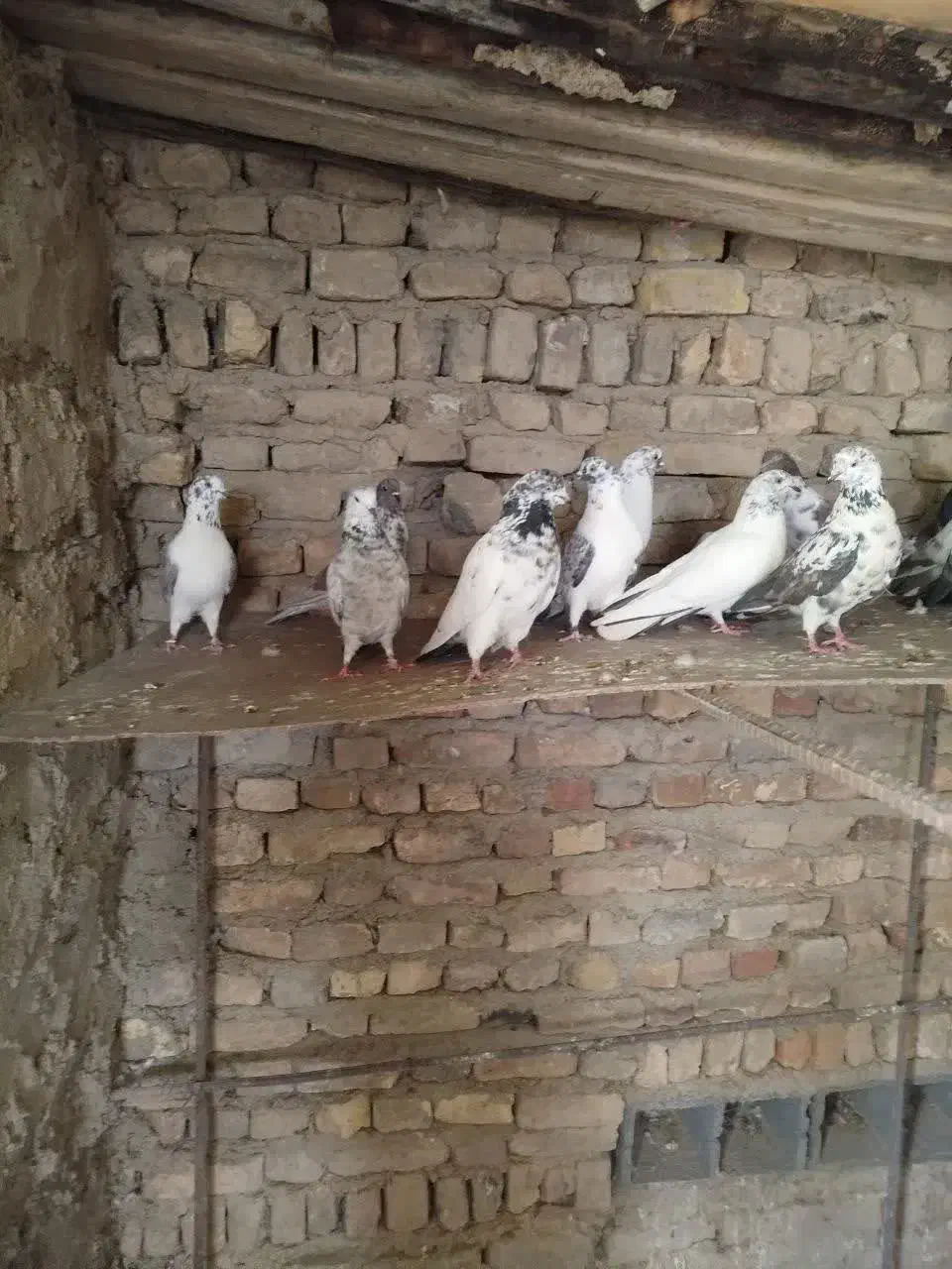 کبوتر پرشی|پرنده|گلپایگان, |دیوار