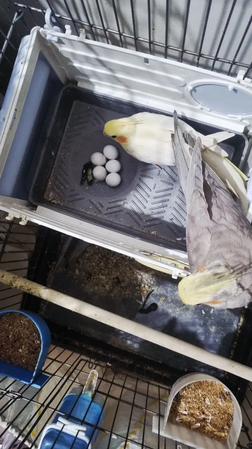 پرنده|پرنده|تهران, درب دوم|دیوار