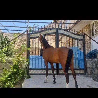 اسب عرب|اسب و تجهیزات اسبسواری|بوئین زهرا, |دیوار