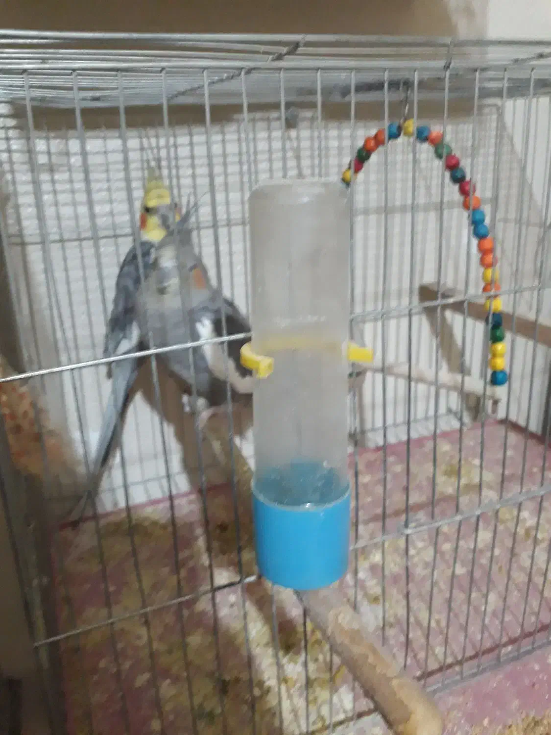 عروس،هلندی|پرنده|شاهینشهر, اقبال لاهوری|دیوار