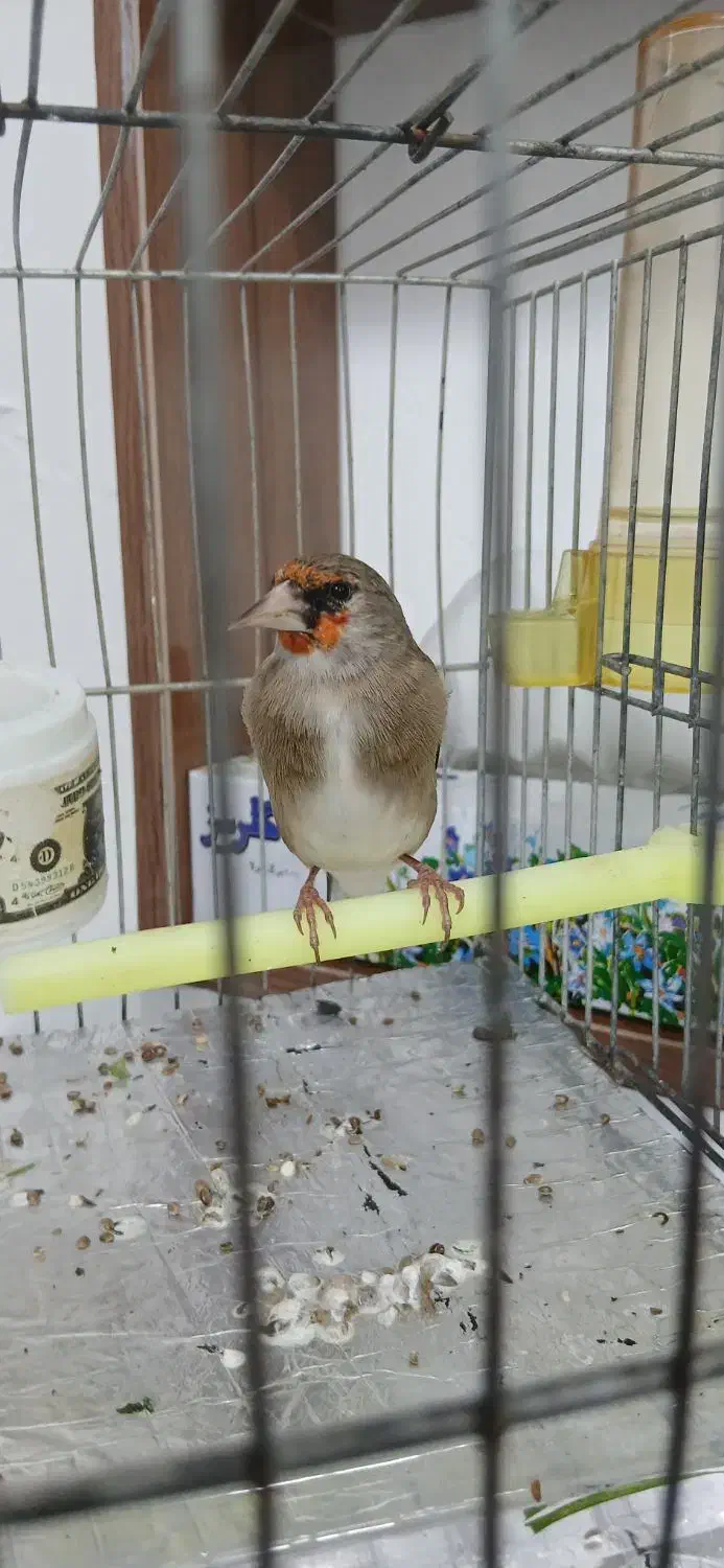 سهره کرمانی نر|پرنده|بجنورد, |دیوار