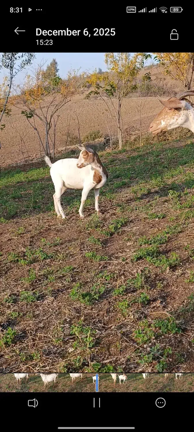 خالص اصیل|حیوانات مزرعه|ساری, |دیوار