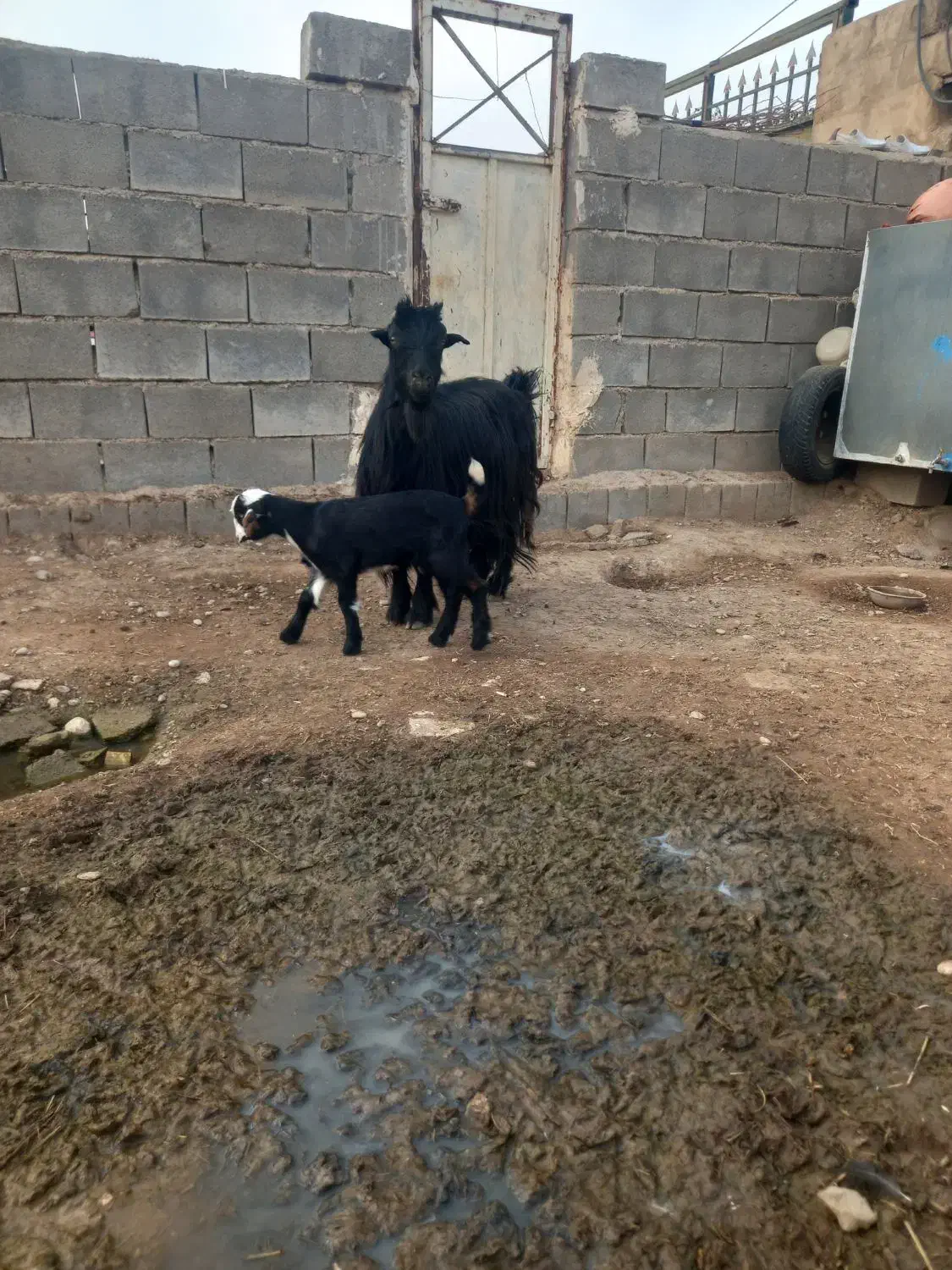 بزوبیگ|حیوانات مزرعه|شوشتر, |دیوار