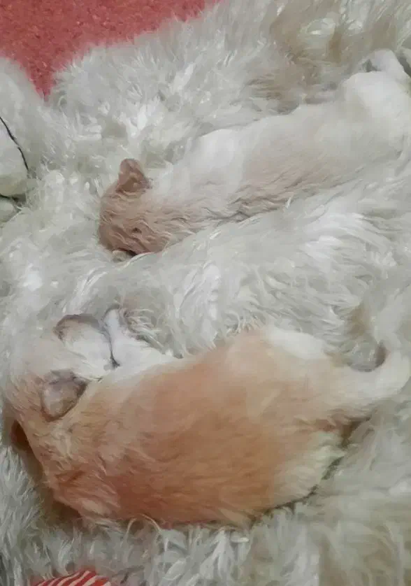 توله پودل|سگ|شاهین‌شهر, شهرک پردیس|دیوار