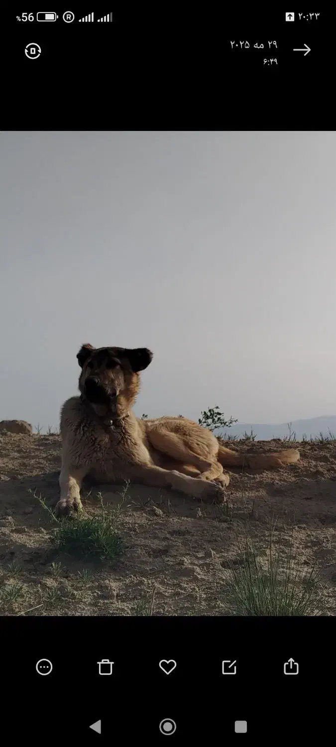 سگ سرابی|سگ|بستان آباد, |دیوار