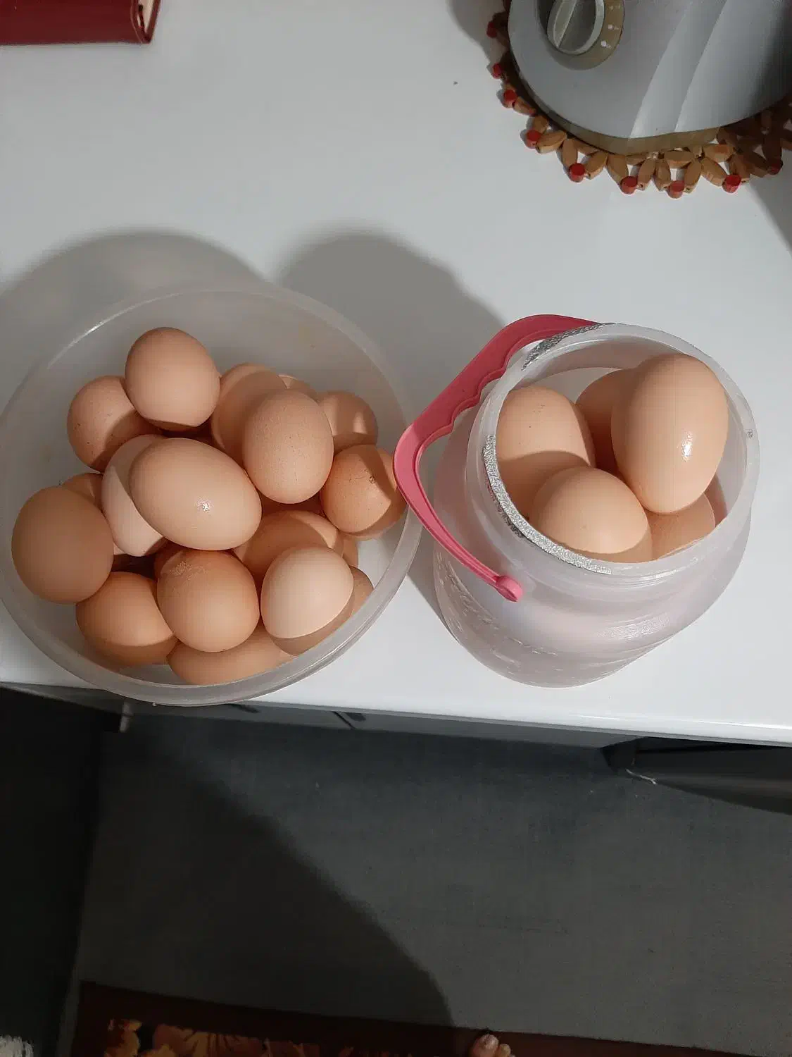 تخم مرغ رسمی نطفه دار|حیوانات مزرعه|قائم‌شهر, |دیوار