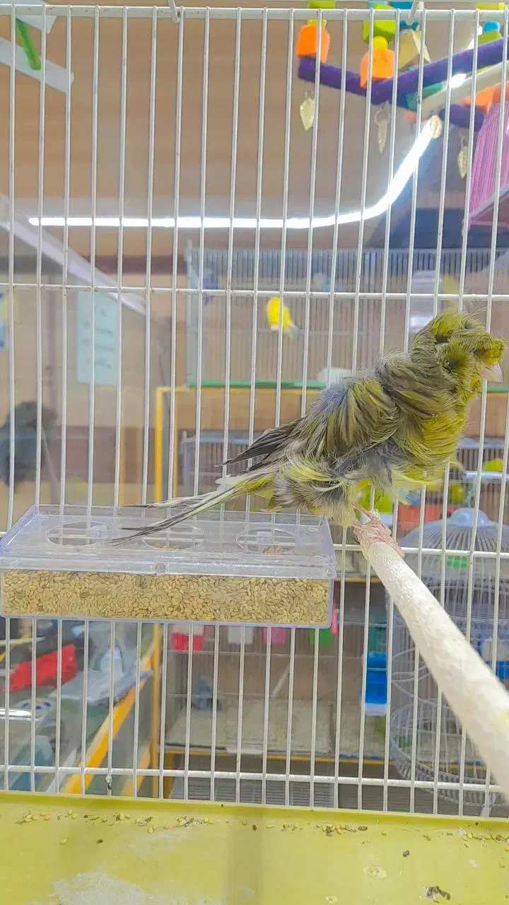 ۴قناری نر فر  ۵عالی مست بخون شلاقی|پرنده|طبس, |دیوار