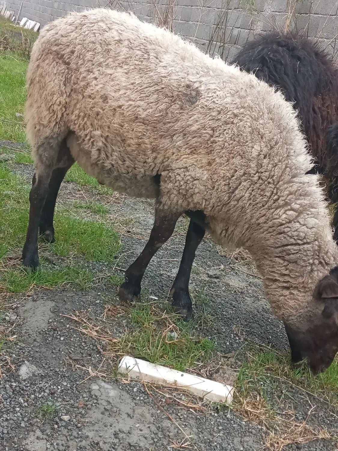 گوسفندهای نر رومانوف و افشار کیلویی ۴۰۰ تومن مقطوع|حیوانات مزرعه|لنگرود, |دیوار