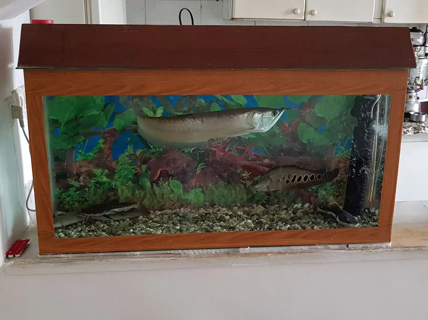 آکواریوم ۱متری|ماهی|سنندج, |دیوار