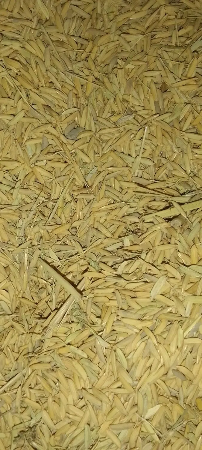 شالی|عمده‌فروشی|گرگان, |دیوار