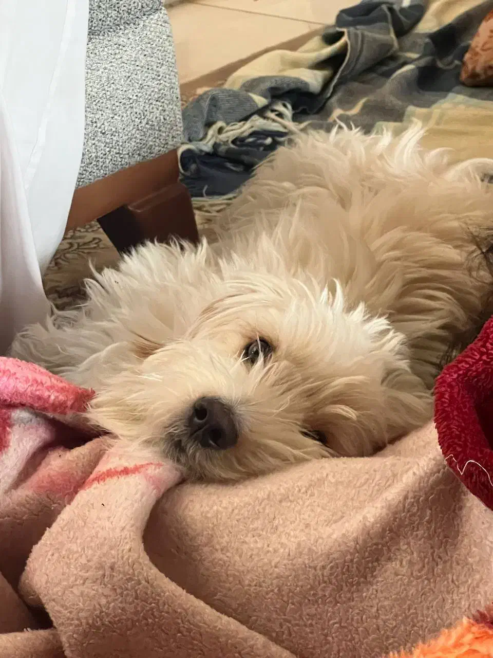 واگذاری سگ|سگ|سمنان, |دیوار