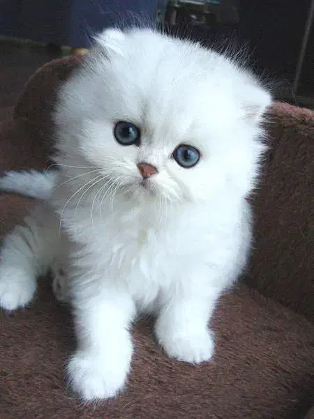 گربه های زیبا و بازیگوش|گربه|اهواز, پادادشهر|دیوار