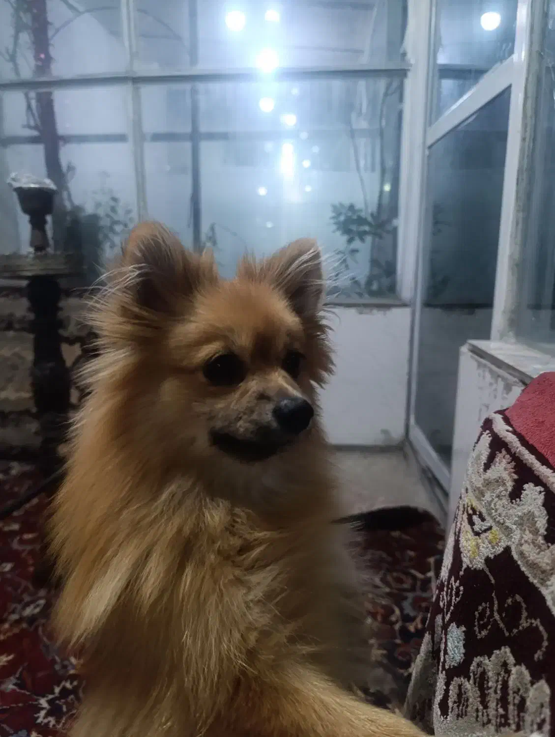 پامر روباهی ماده|سگ|صحنه, |دیوار