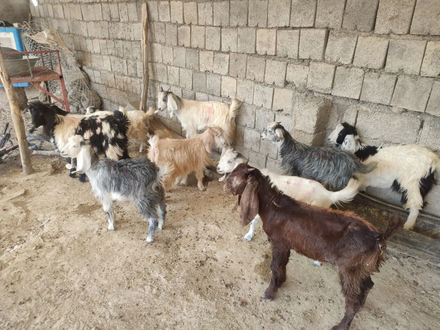 بزغاله سالم|حیوانات مزرعه|ایلام, |دیوار