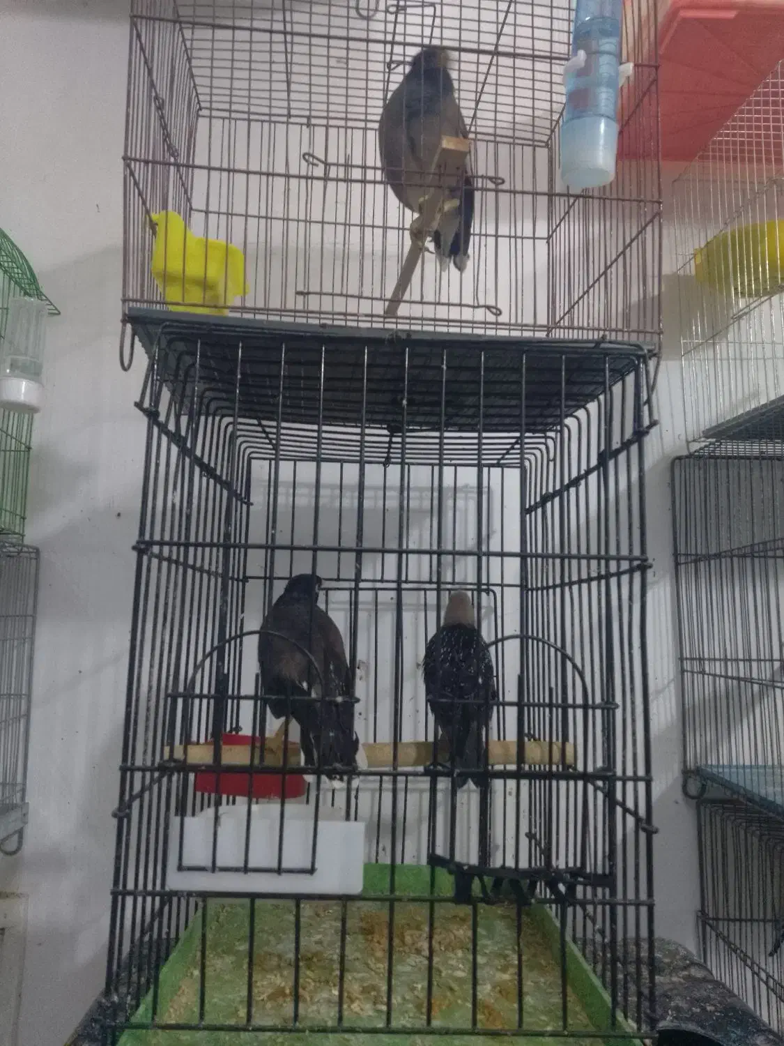 مرغ مینا.رام|پرنده|هشتگرد, شهرک گلها|دیوار