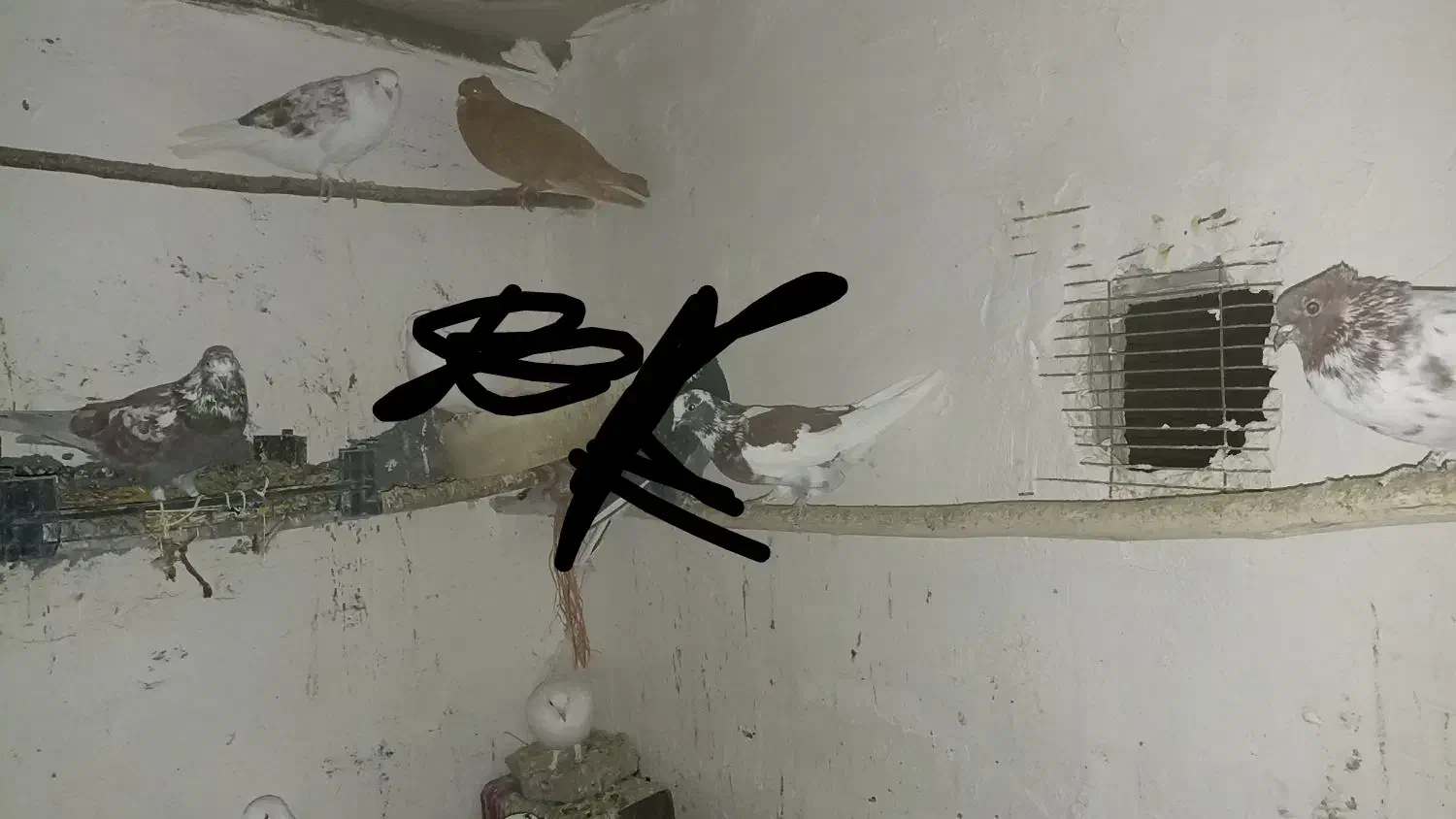 کفتر.کبوتر|پرنده|ساروق, |دیوار