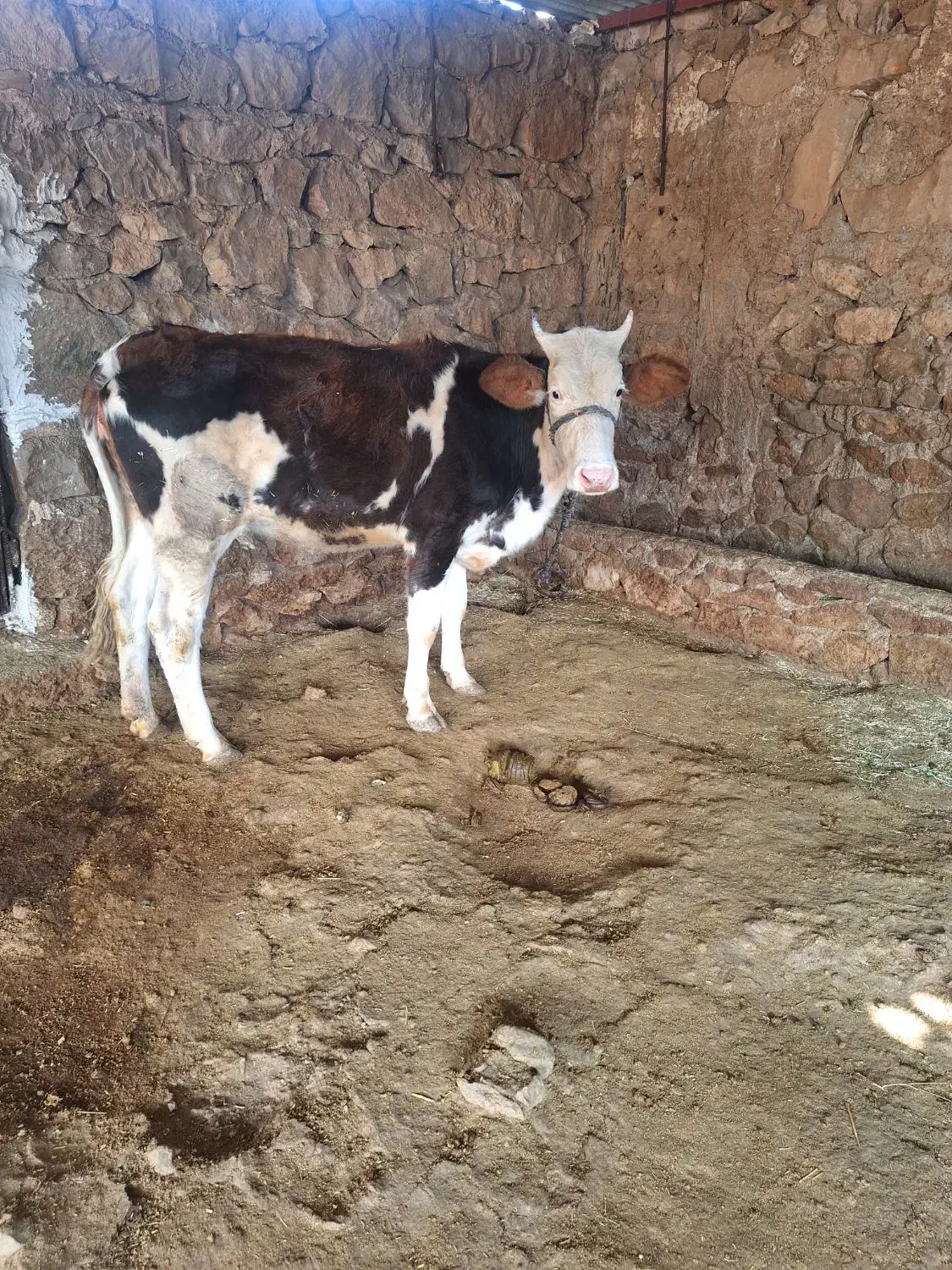 نژاد خوب هر دو ماده|حیوانات مزرعه|چرام, |دیوار