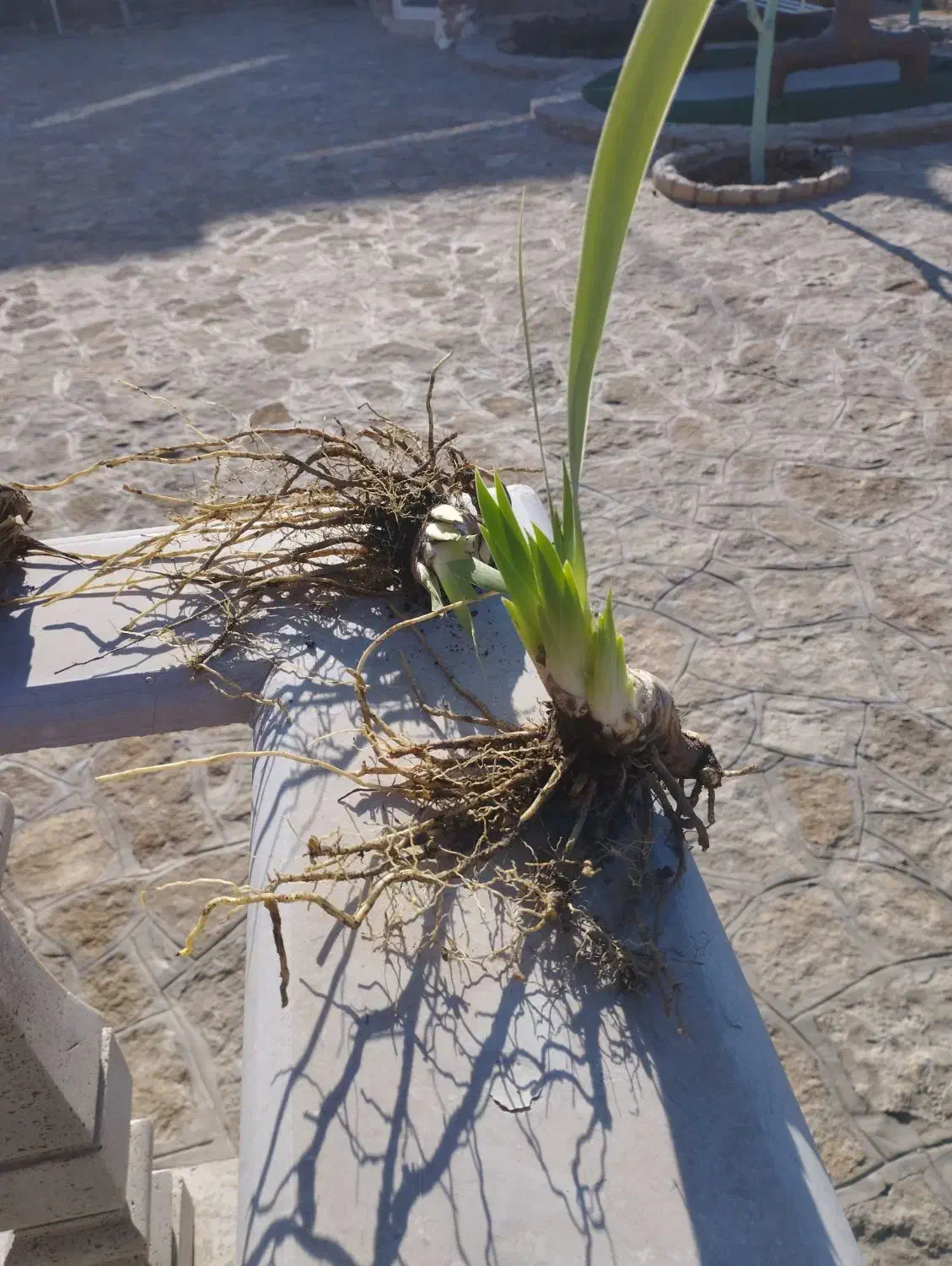 گل زنبق|گل و گیاه طبیعی|مشهد, کارگران|دیوار