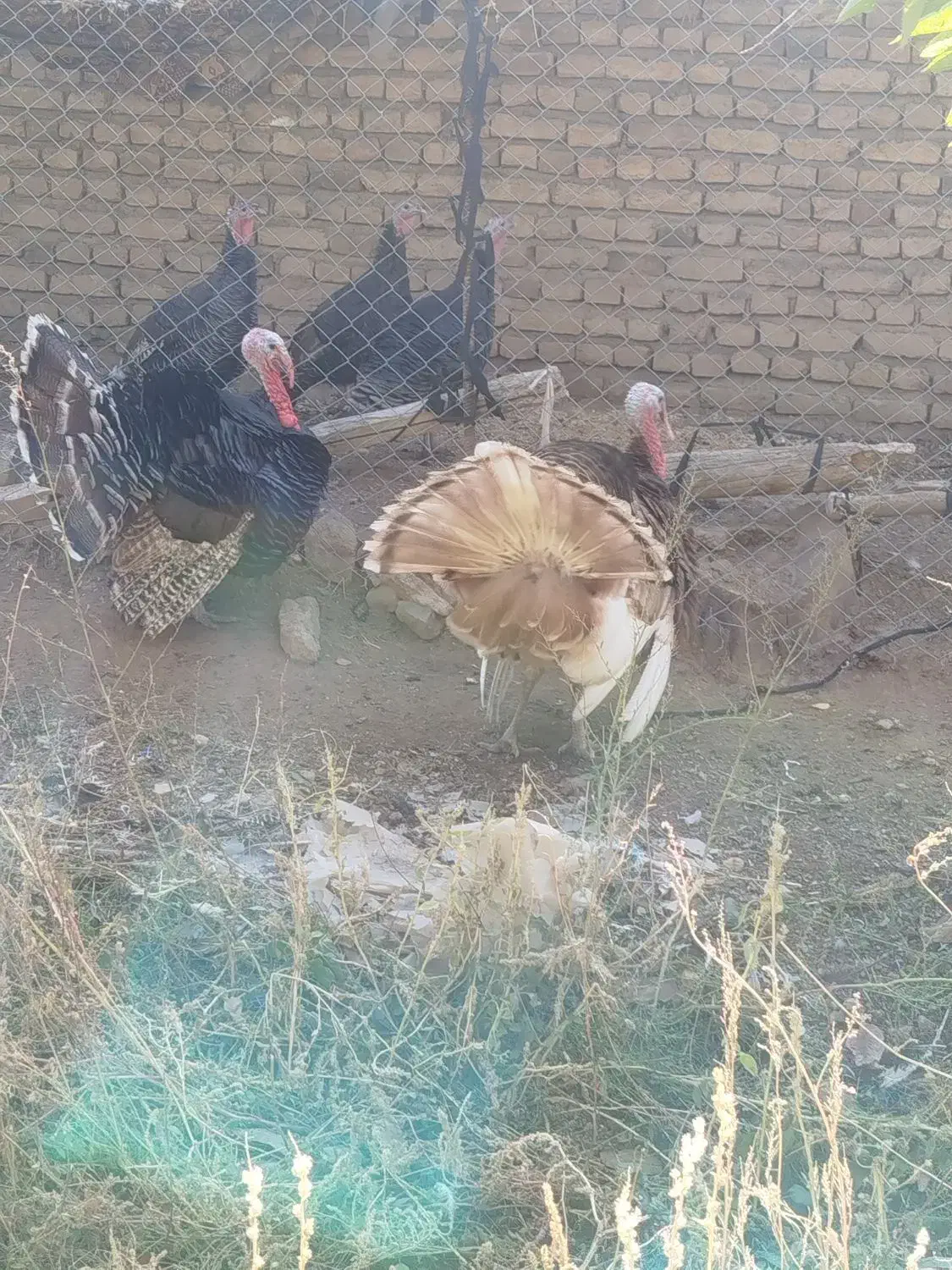 بوقلمون بوقلمون بوقلمون|حیوانات مزرعه|مرند, |دیوار