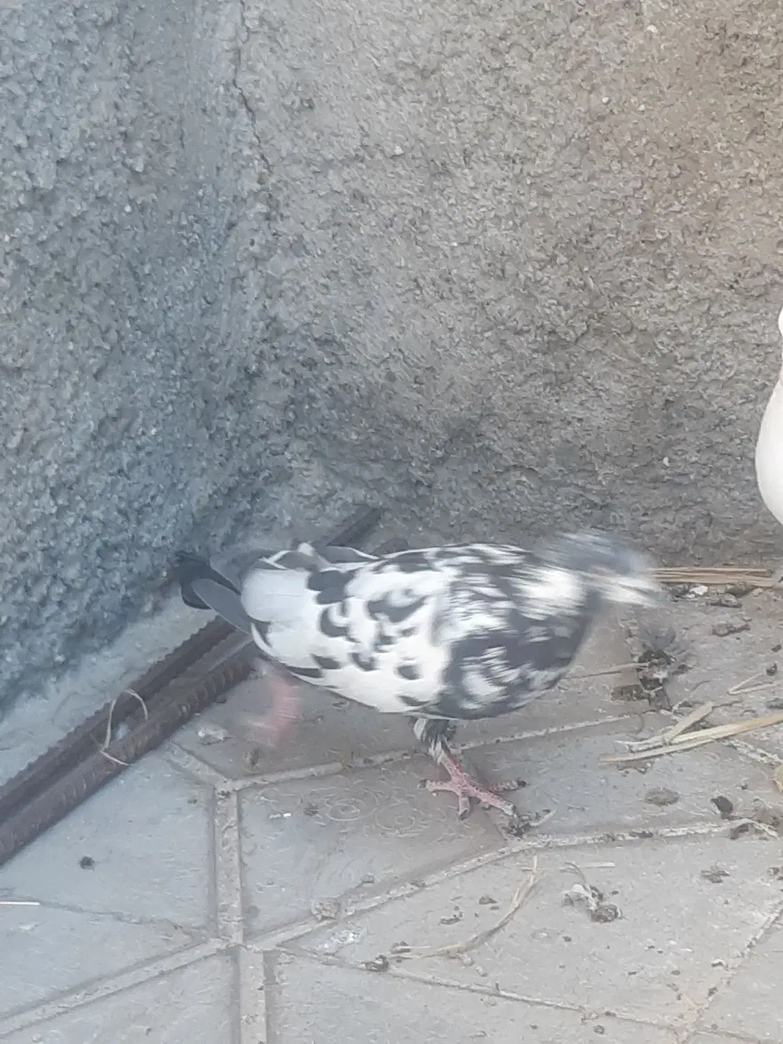 کبوتر ماده تهرانی|پرنده|آبدانان, |دیوار