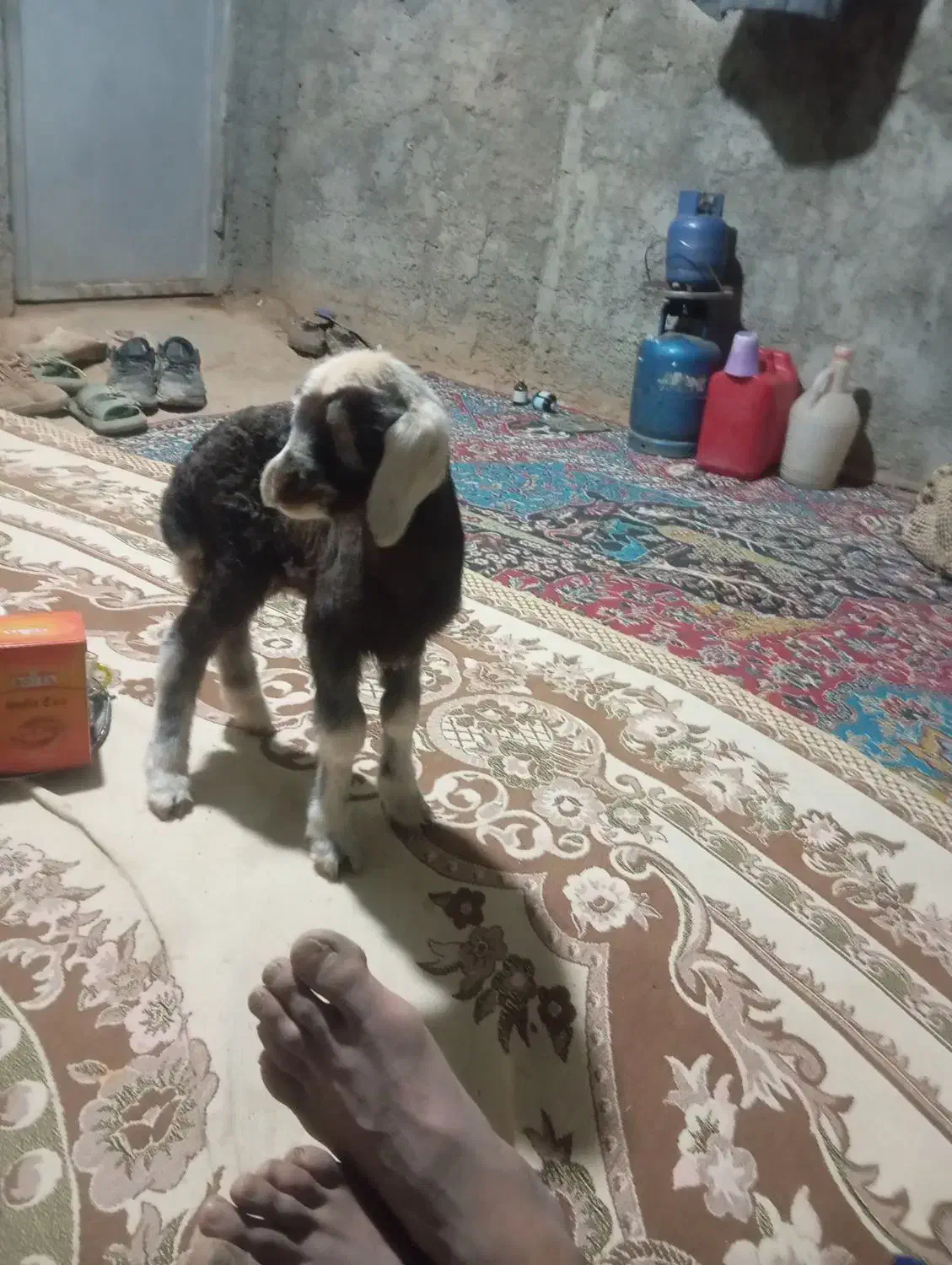 بره شیری|حیوانات مزرعه|فریدونشهر, |دیوار