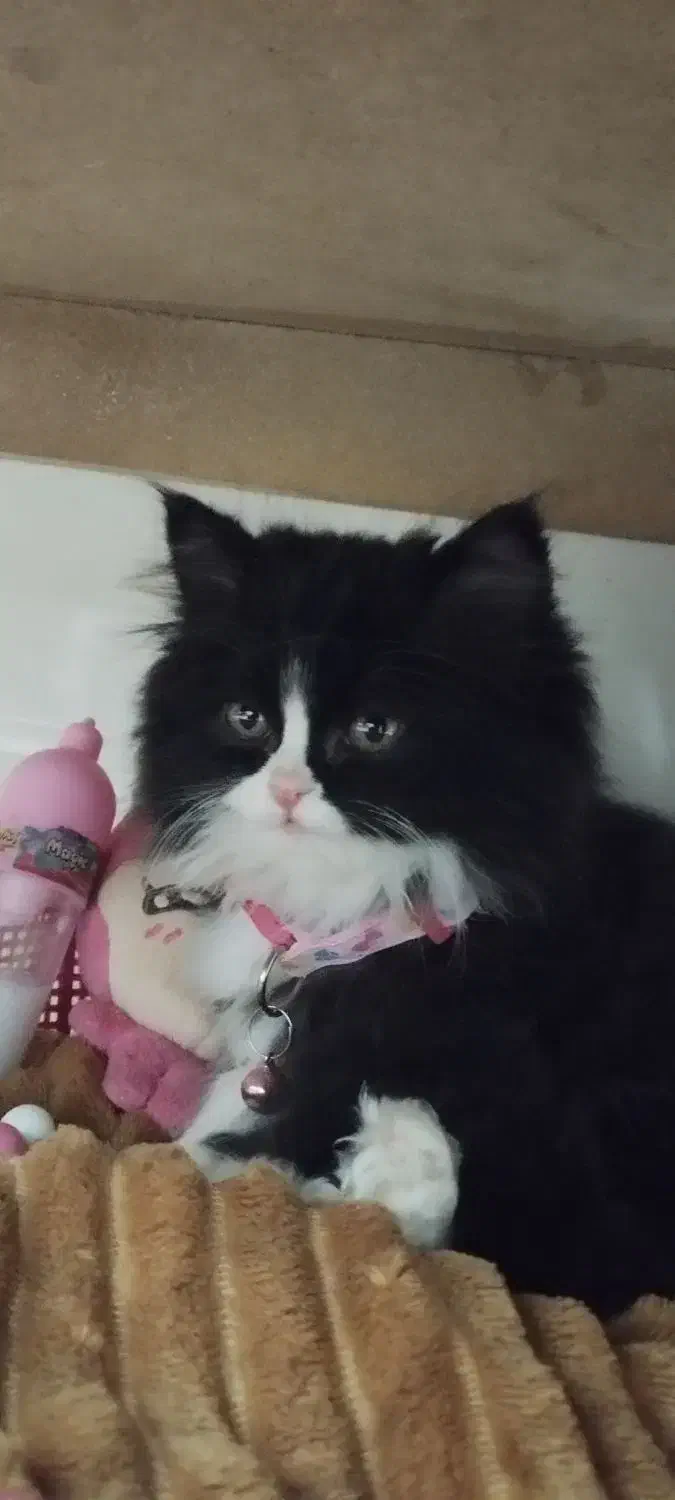 توله گربه|گربه|قم, وادی السلام|دیوار