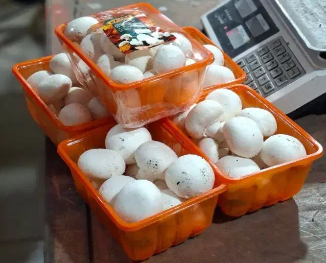 وسط کار|استخدام صنعتی، فنی، مهندسی|سنندج, |دیوار