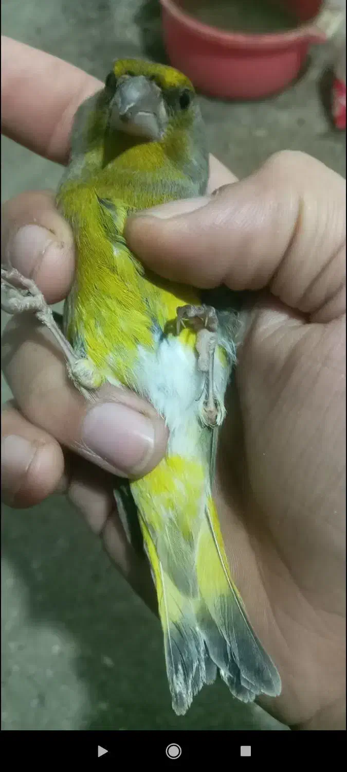 فروش سهره سبز نر|پرنده|جویبار, |دیوار