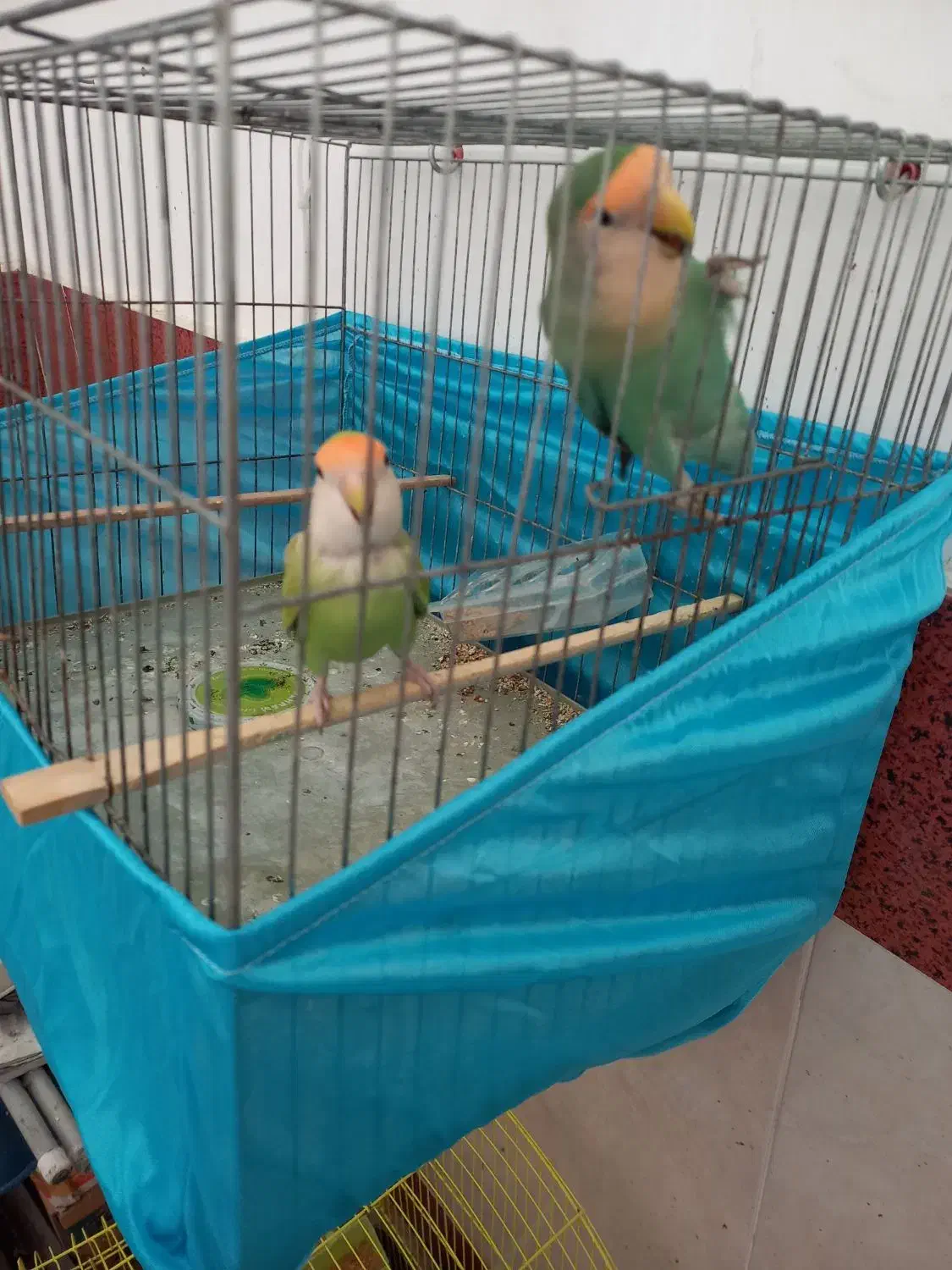 جفت طوطی برزیلی مولد با تخم قابل معاوضه|پرنده|اردبیل, |دیوار