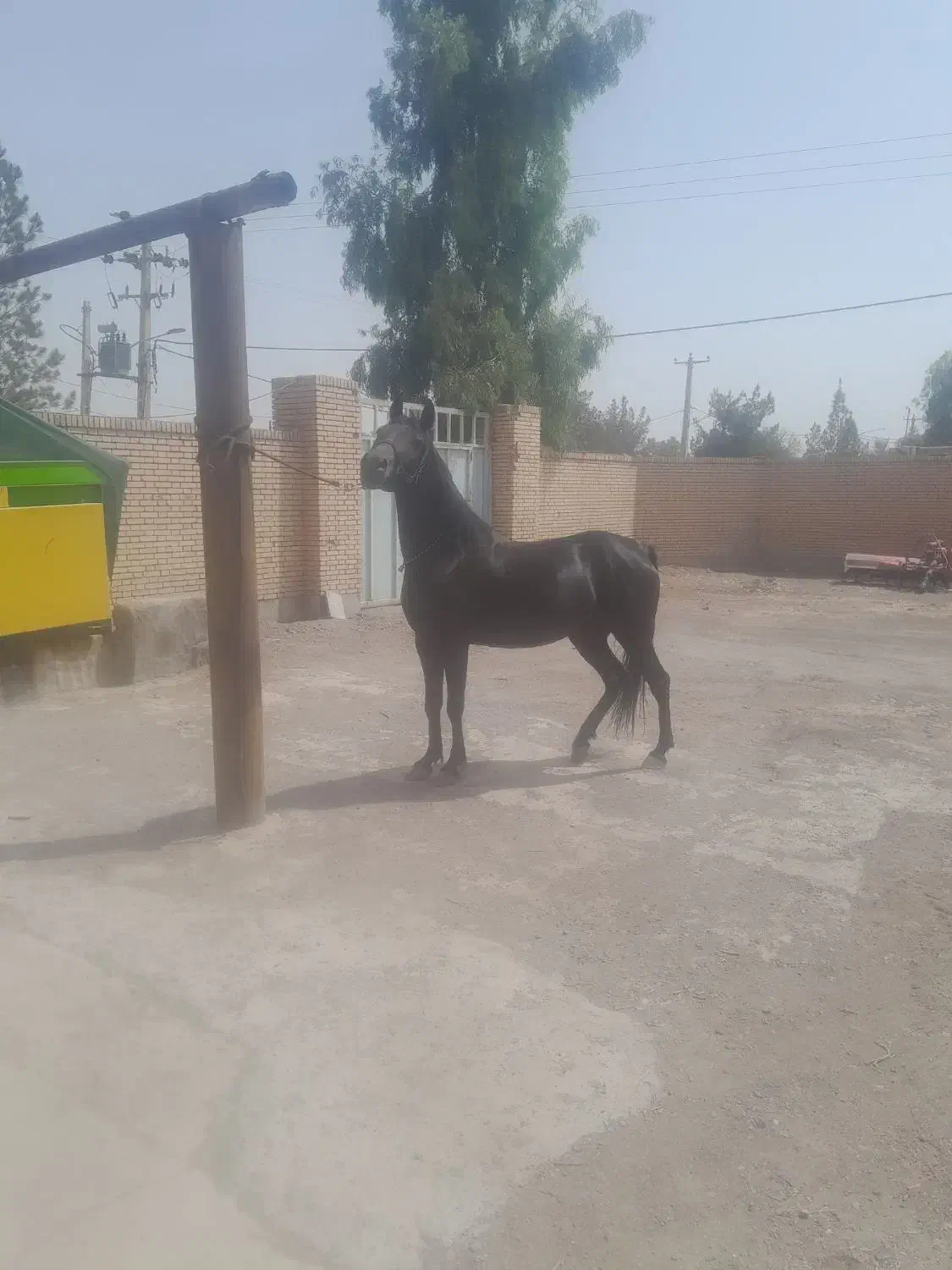 اسب|اسب و تجهیزات اسب‌سواری|قزوین, |دیوار