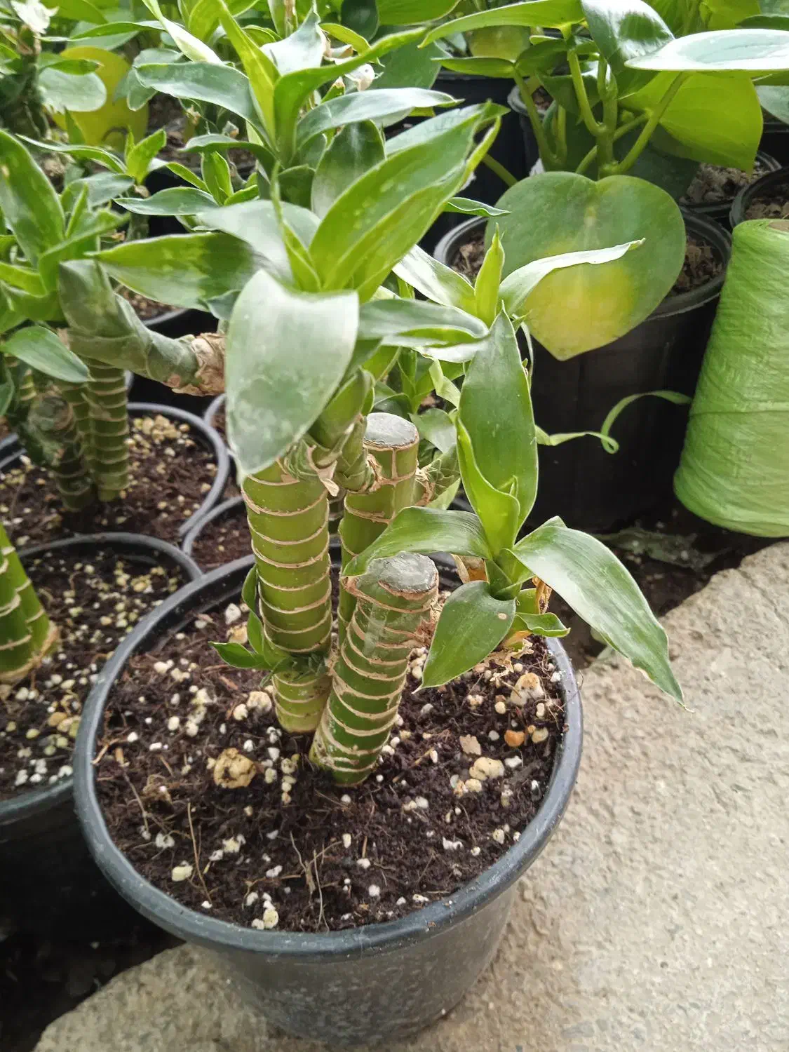 گل ملک|فروش آپارتمان|بروجرد, |دیوار