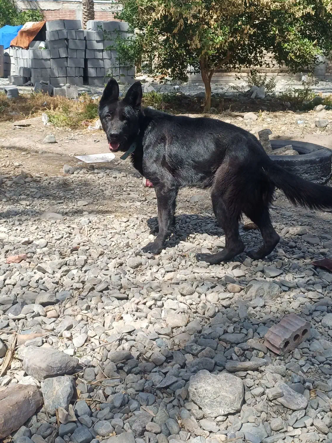 ژرمن بلک ماده|سگ|جیرفت, |دیوار