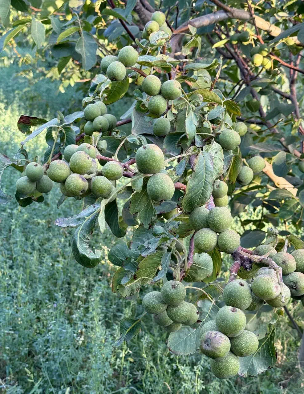 تولید نهال گردو خوشه ای|خدمات باغبانی و درختکاری|صباشهر, |دیوار