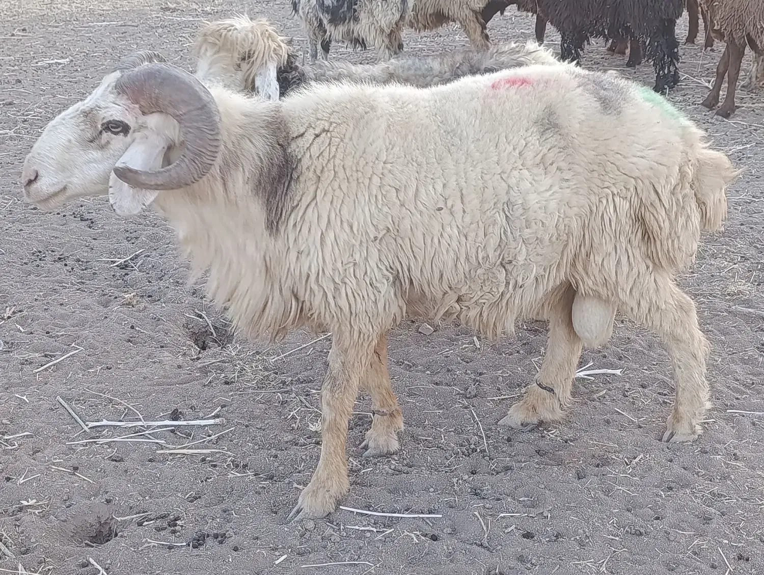 قوچ دو رون جوان|حیوانات مزرعه|سیدان, |دیوار