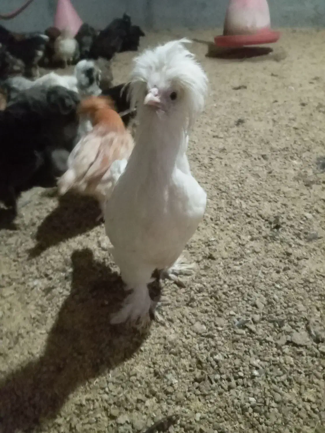 سلطان لهستان|حیوانات مزرعه|مشگین شهر, |دیوار