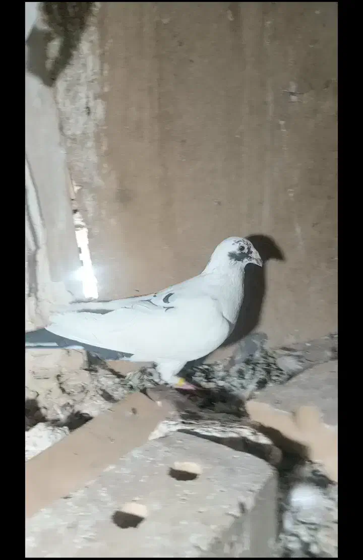 پلنگ سیاه نر|پرنده|نیشابور, ابراهیمی|دیوار