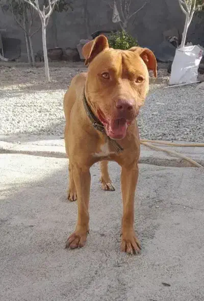 پیتبول|سگ|کرج, اسدآباد|دیوار