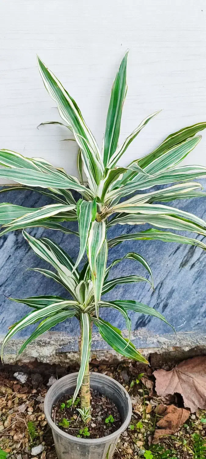 گلهای آپارتمانی/حراج|گل و گیاه طبیعی|لاهیجان, گلستان|دیوار