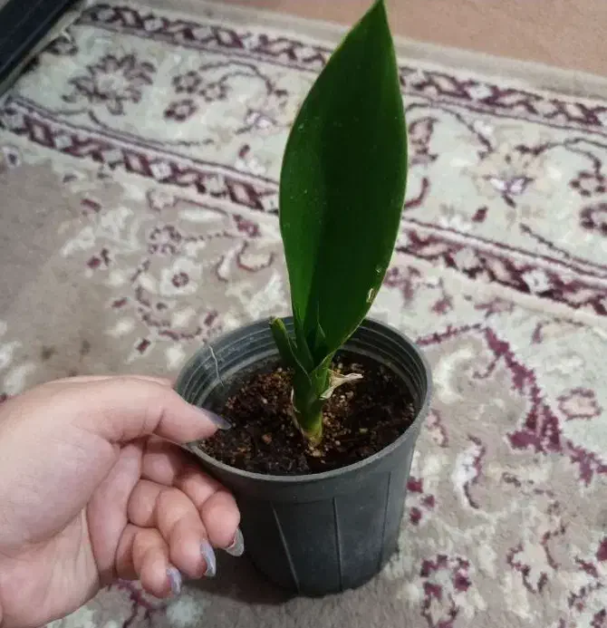 گل بخر از 30تومن تا300|گل و گیاه طبیعی|یزد, |دیوار