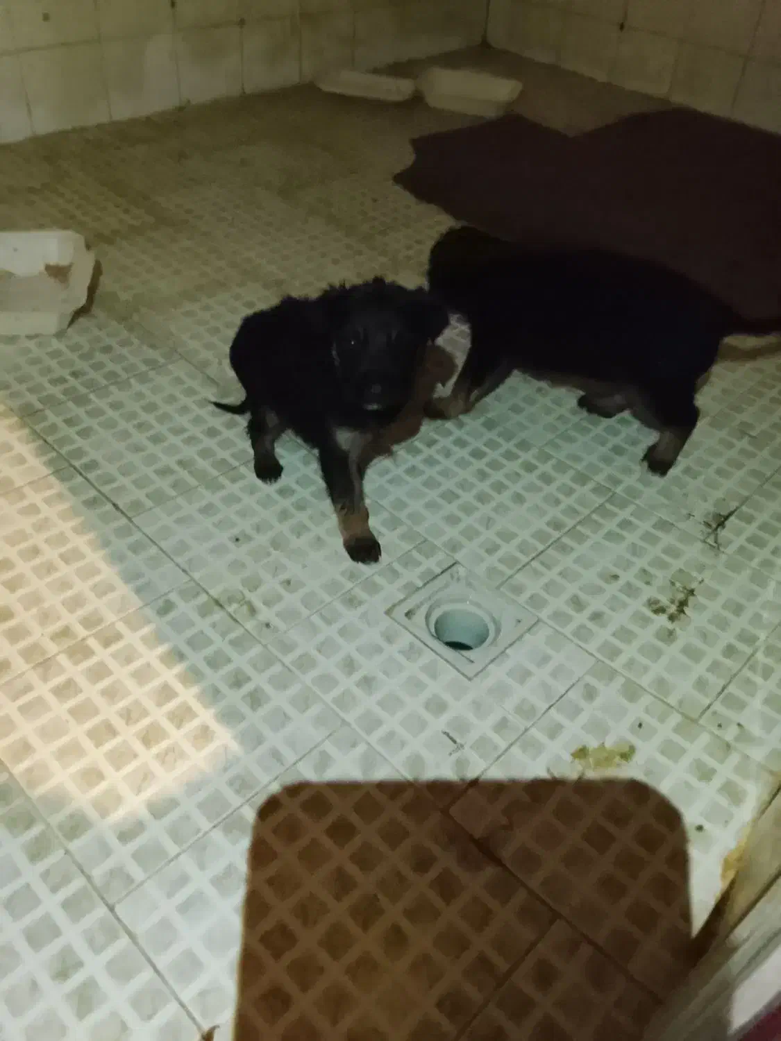 واگذاری سگ ژرمن|سگ|مشهد, کوشش|دیوار