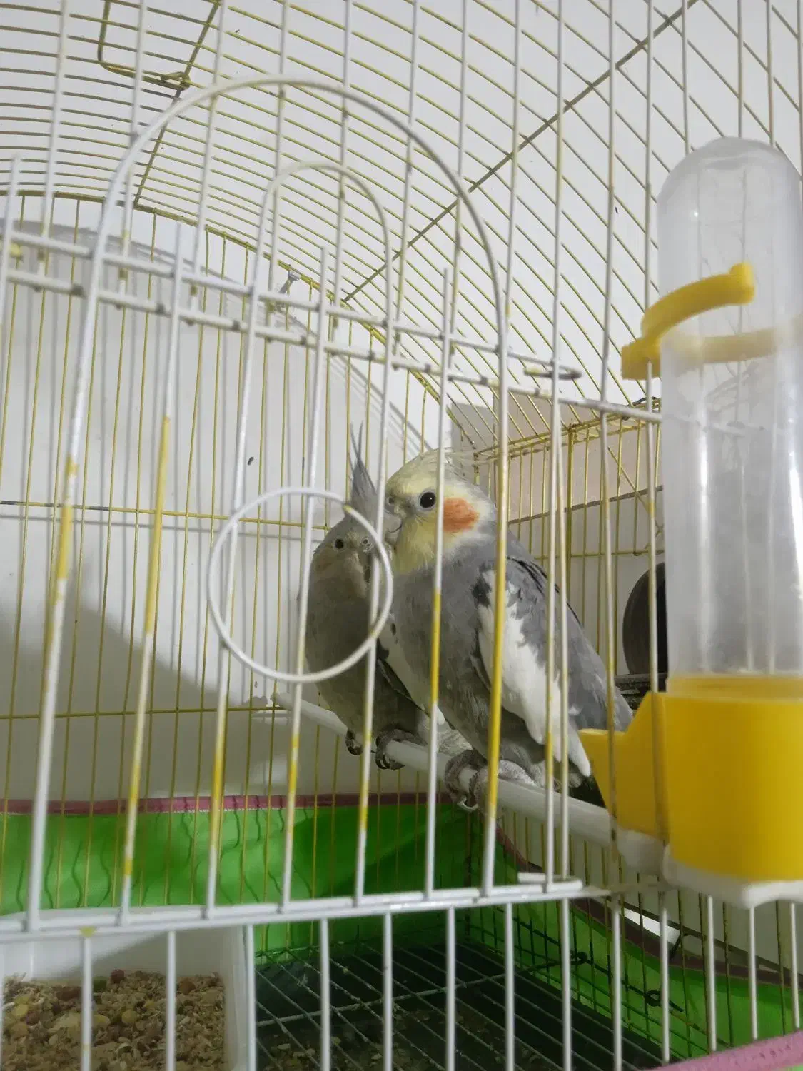 عروس هلندی روی جوجه|پرنده|ارزوئیه, |دیوار