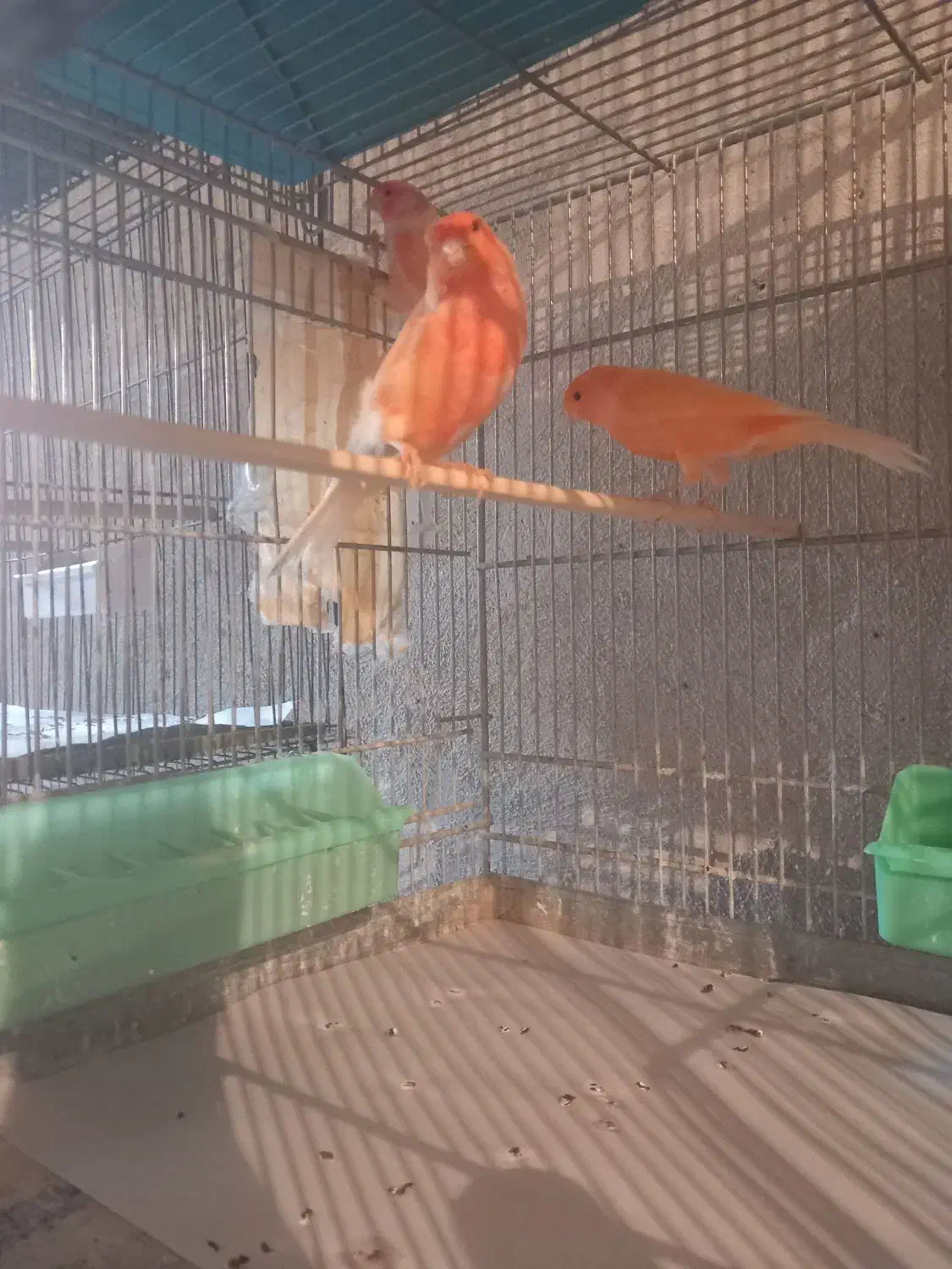 +۲۰عداد قناری شوره به فوروش میرسه|پرنده|یزد, |دیوار