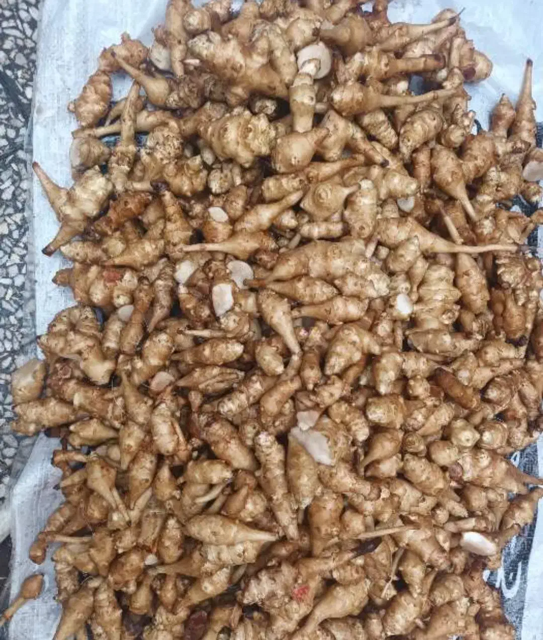 یارماسی شلغم یا سیب زمینی  برای ترشی و شور|خوردنی و آشامیدنی|رشت, پیرسرا|دیوار