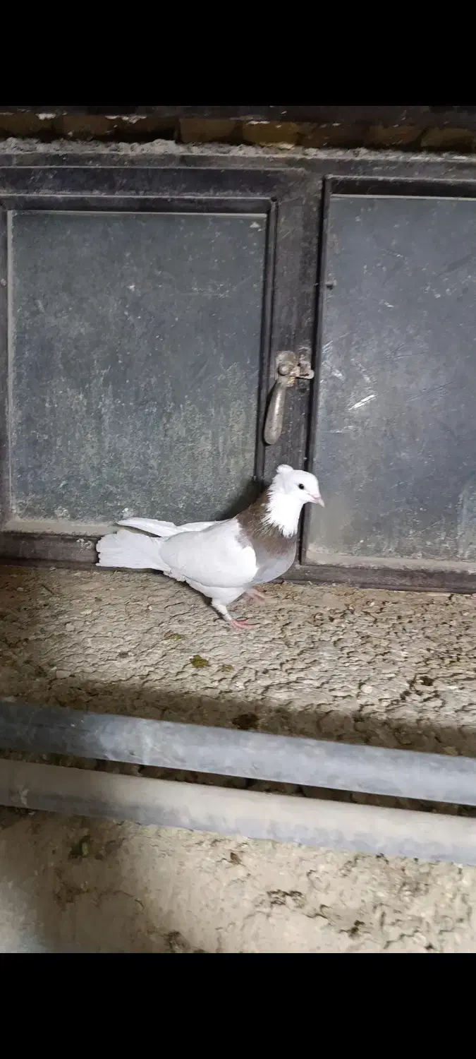 کبوتر طوقی|پرنده|بیجار, |دیوار