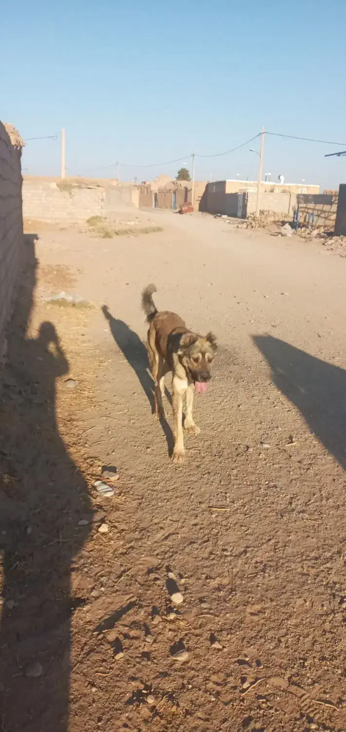 سلام یک عدد کوچ ۱۰ماهه سرابی|سگ|درمیان, |دیوار