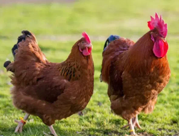 مرغ|حیوانات مزرعه|تربت جام, فاز ۲ فرهنگیان|دیوار