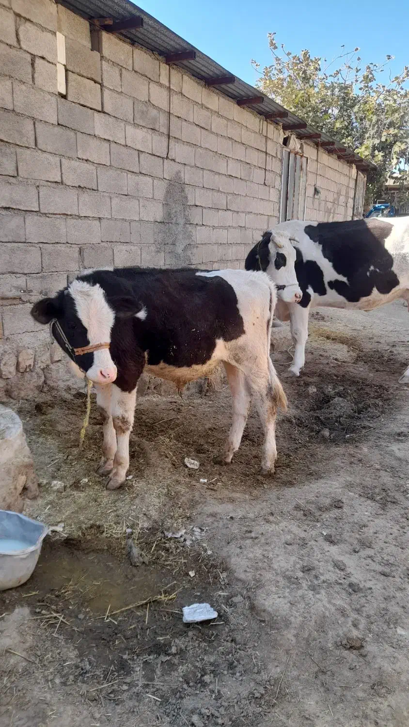 گوساله|حیوانات مزرعه|خرم‌آباد, |دیوار